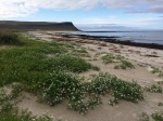 Playa de Breidavik
Playa, Breidavik, Hermosa, Látrabjarg, Fiordos, playa, arena, clara, peninsula, oeste