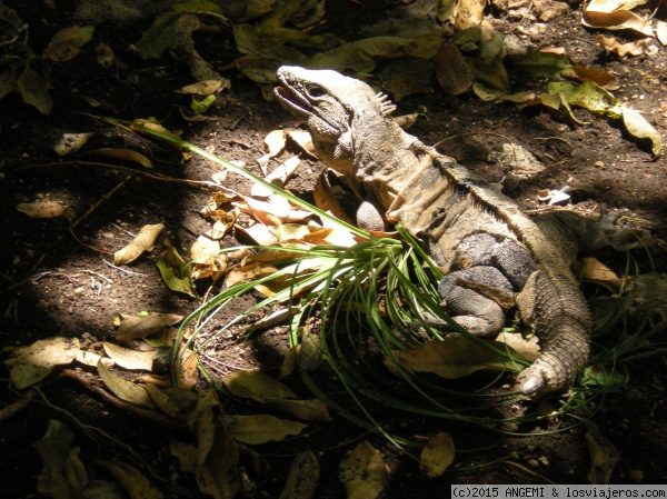 Iguana en las Ruinas de Tulum
Me encantó esta iguana porque se mimetiza con el terreno, casi nos pasa deseapercibida
