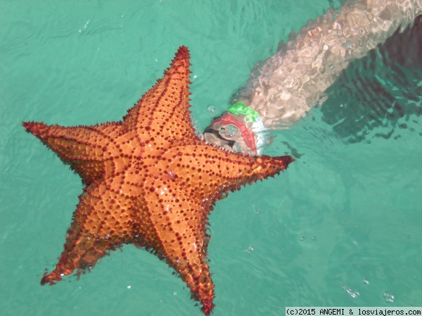 Estrella de mar en las piscinas naturales del Parque Nacional del Este
Los asteroideos son equinodermos, se les conoce comúnmente como estrellas de mar. Hay que tratarlas con cuidado y no sacarlas totalmente a la superficie. A la isla Saona (Mano Juan y Catuano) se llega en barco desde la ensenada de Bayahíbe.
