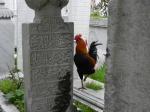 Un gallo entre las tumbas