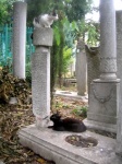Gatos y cementerio otomano