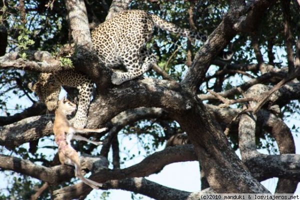 Leopardo y presa
Leopardo intentando disfrutar de la presa que ha cazado en el parque del Serengeti, pese a la vigilancia constante de varios turistas.
