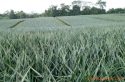 Plantación de Piñas