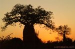 Baobab en Madagascar
baobab madagascar