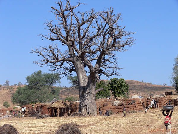 Baobab - Burkina Faso