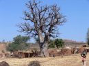 Go to big photo: Baobab - Burkina Faso