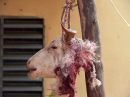 Ampliar Foto: Cabeza de un cabrito cortada - Burkina 