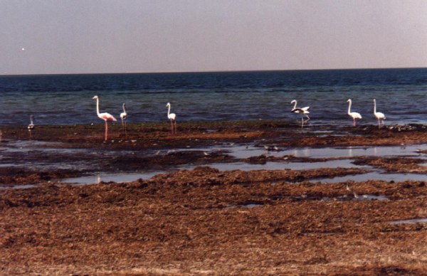 Banc d'Arguin National Park - Birds - Mauritania