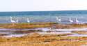 Ir a Foto: Banc d'Arguin National Park - Birds 
Go to Photo: Banc d'Arguin National Park - Birds