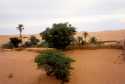Oasis de Chingueti - Mauritania
Palms trees in Chingueti Oasis. - Mauritania
