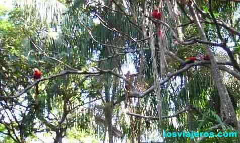 Papagayos en del Amazonas - Brasil - Brazil.