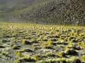 Go to big photo: Andinan landscape - Chile