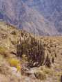 Cactus - Colca Canyon - Los Andes - Peru