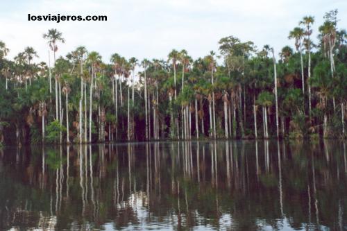 Lago Sandoval - Selva del Amazonas - Peru