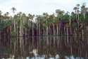 Ampliar Foto: Lago Sandoval - Selva del Amazonas