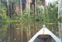 Ampliar Foto: Lago Sandoval - Amazonas Jungle