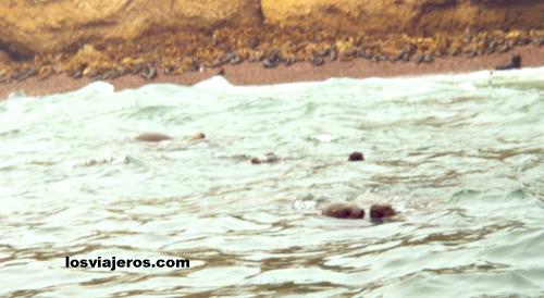 Leones Marinos - Islas Ballestas - Peru