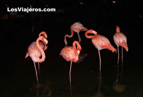 Flamencos rosa en Punta Cana - Dominicana Rep.
Pink flamingos in Punta Cana. - Punta Cana - Dominican Rep.