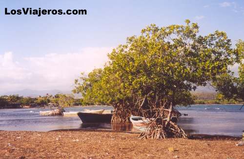 Manglares tropicales - Republica Dominicana - Dominicana Rep.
Tropical Mangroves- Dominican Republic
