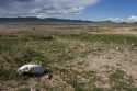 Landscape south of UB - Mongolia
Imagen típica de la estepa, al sur de UB - Mongolia