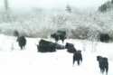 Yaks under a snowfall - Sichuan - China