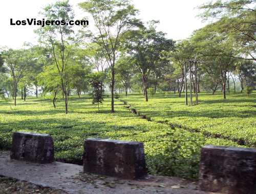 Plantacion de Te - Darjeeling - India
Tea Plantation - Darjeeling - India