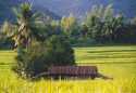 Ir a Foto: Pasisajes del norte de Laos. 
Go to Photo: Near Luang Prabang - Lanscape of Laos