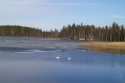Almost frozen lake. Landscapes of Central Finland