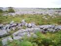 Ir a Foto: Paisaje de los Burren 
Go to Photo: Lanscape of The Burren