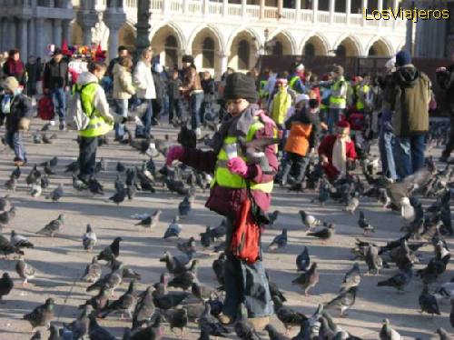 Palomas en la Plaza de San Marcos -Venecia- Italia
Pigeons in St. Mark's square -Venice -Venezia- Italy
