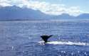 Ballenas del Pacifico - Kaikoura - Isla Sur
Pacific Whales in the South Island