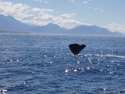 Go to big photo: Whales in Kaikoura - NZ