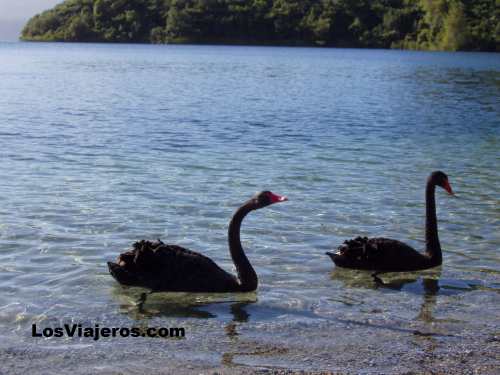 Cisnes Negros - Nueva Zelanda