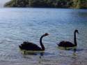 Ir a Foto: Cisnes Negros 
Go to Photo: Black Swans