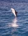 Ir a Foto: Delfin de vientre blanco del Pacífico - Kaikoura (Isla Sur, costa del Este) 
Go to Photo: Pacific Whales  Kaikoura - South Island