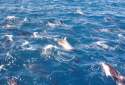 Ampliar Foto: Grupo de delfines - Isla del Sur