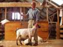 Ir a Foto: Esquilado ovejas 
Go to Photo: Sheeps