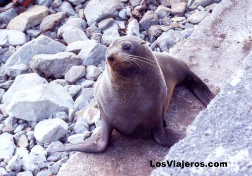 Focas - Kaikoura (Isla Sur) - Nueva Zelanda