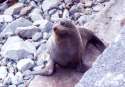 Seals in Kaikoura - South Island