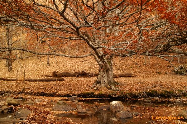 Disfrutando de los Colores del Otoño (3)