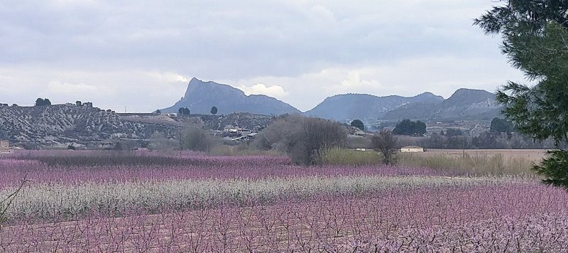 Una mañana en la Floración de Cieza. Ruta El Horno. - Cieza: Qué ver, floración - Vega Alta del Segura, Murcia - Foro Murcia