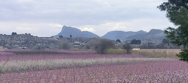 Una mañana en la Floración de Cieza. Ruta El Horno. - Semana Santa en Cieza 2024 - Región de Murcia ✈️ Foros de Viajes - Foro Murcia