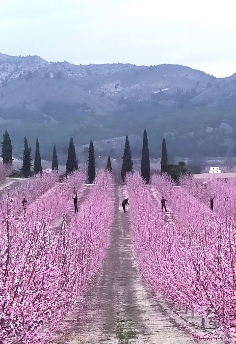 Una mañana en la Floración de Cieza. Ruta El Horno. - Cieza: Qué ver, floración - Vega Alta del Segura, Murcia - Foro Murcia