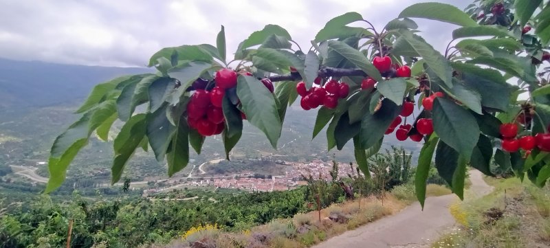 Disfrutar de la Cerecera en el Valle del Jerte. - Foro Extremadura