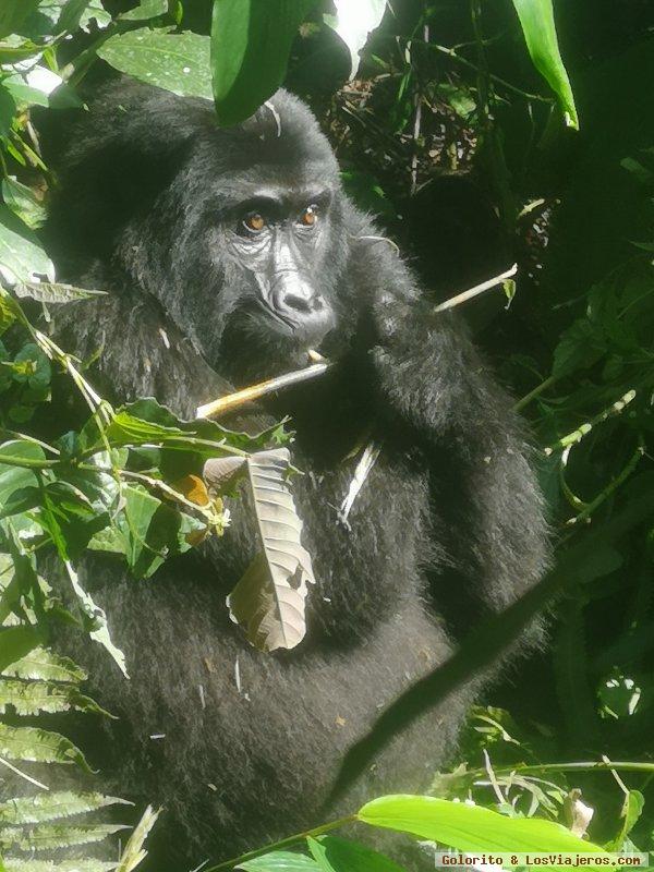 Parque Nacional Bosque Impenetrable de Bwindi - Uganda - Foro África del Este
