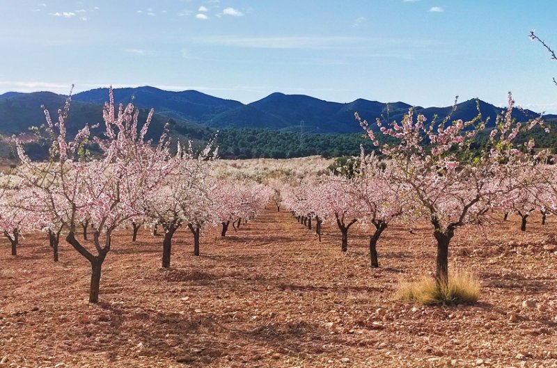 Rutas guiadas gratuitas en Águilas ✈️ Foro Murcia