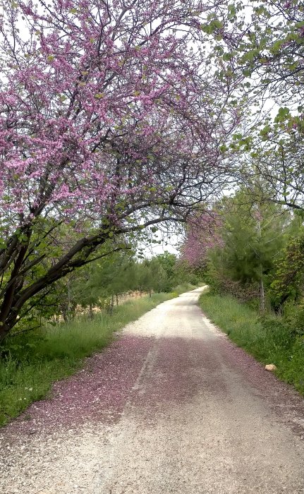 Vía Verde del Noroeste: De Bullas a Cehegín. - Foro Murcia